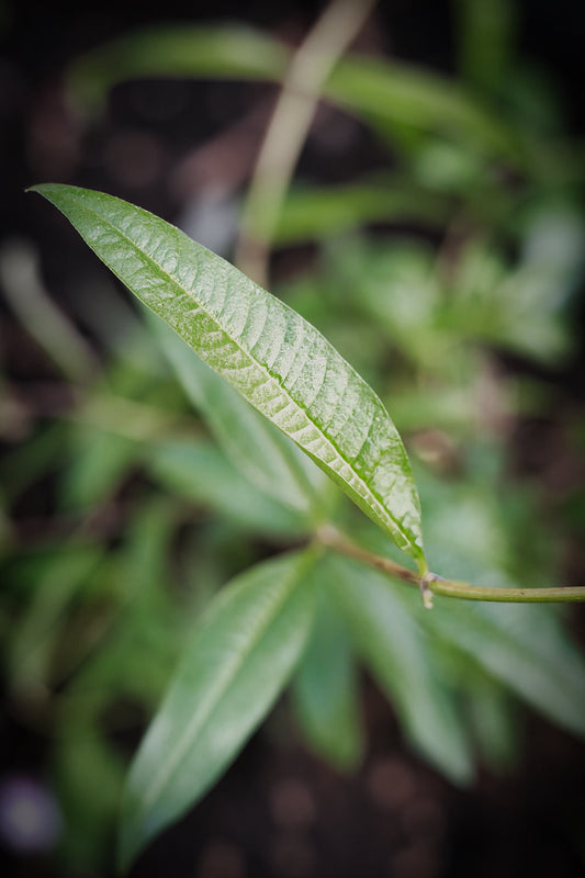 Citronverbena