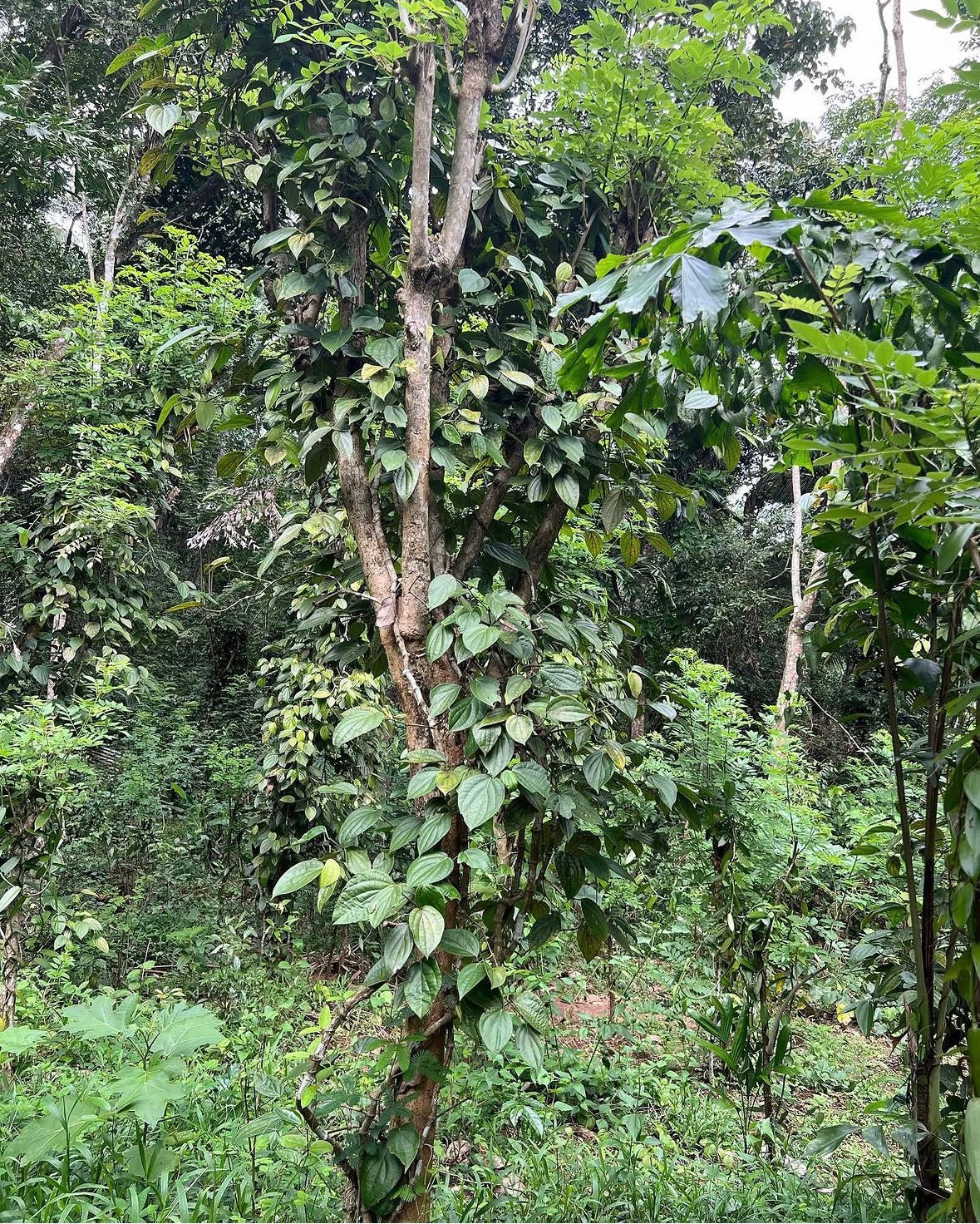 Sort Ceylon Peber - 60 g fra Sri Lanka til din te.