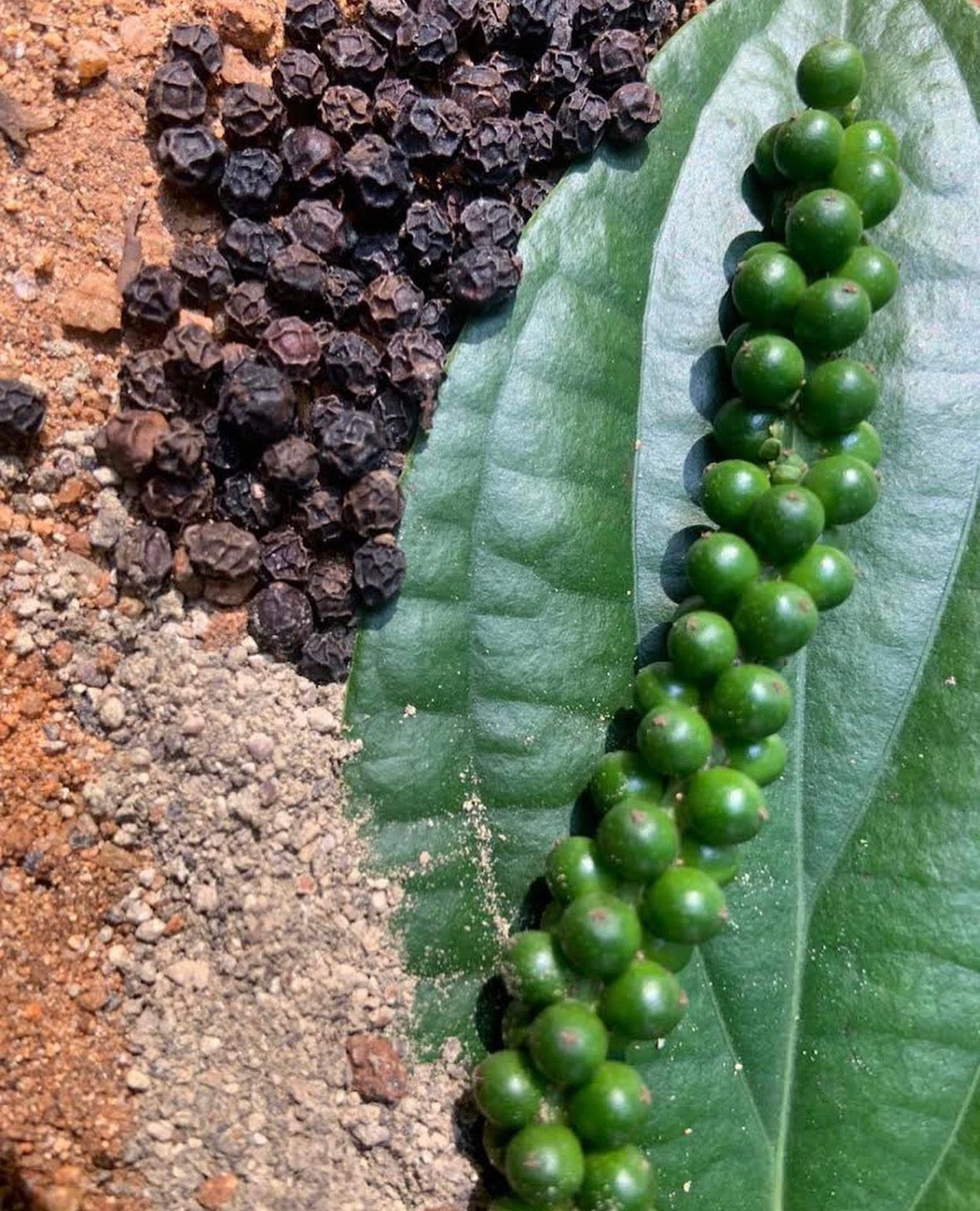 Sort Ceylon Peber - 60 g fra Sri Lanka til din te.