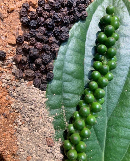 Sort Ceylon Peber - 60 g fra Sri Lanka til din te.