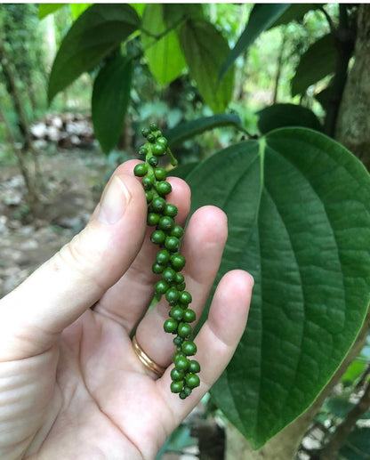 Sort Ceylon Peber - 60 g fra Sri Lanka til din te.