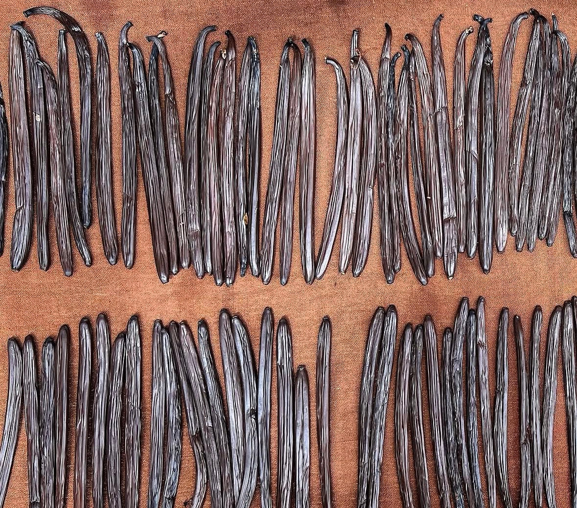 Vanilla Tea Rot - Sort Te 5 styk - Sri Lanka