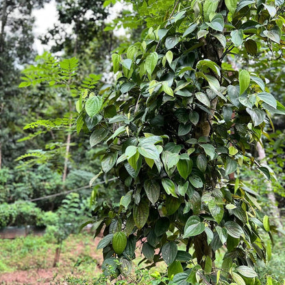Muskatblomme  - 10 g fra Sri Lanka til din te.