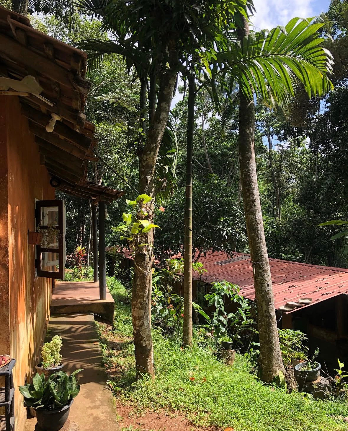 Kardemomme Hel - 35 g fra Sri Lanka til din te.