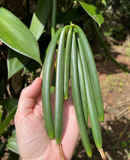Vanilla Tea Rot - Sort Te 5 styk - Sri Lanka
